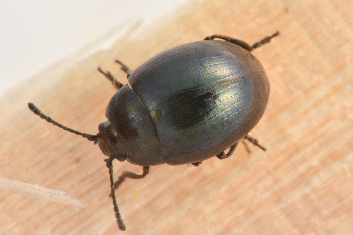 Chrysomelidae:  Phaedon sp? S, quasi sicuro P. laevigatus